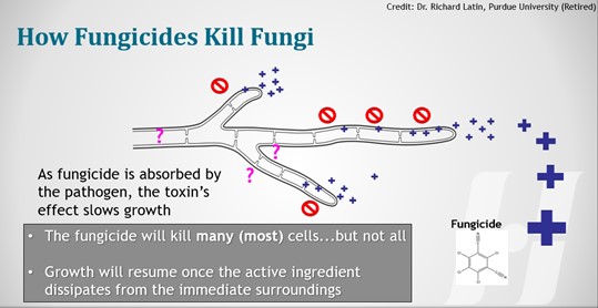Fungicides Kill_Turf Management Basics